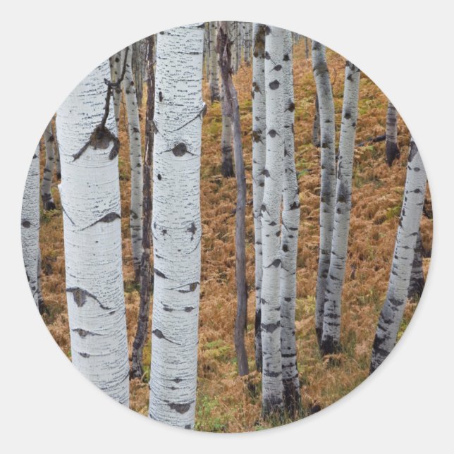 USA, Utah, Uinta-Wasatch-Cache, Nationalwald 2 Runder Aufkleber (Vorderseite)