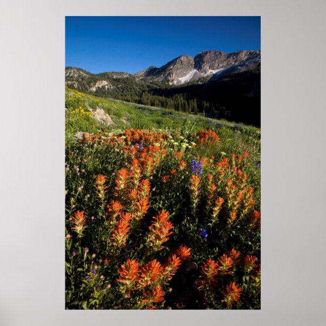 USA, Utah, Uinta-Wasatch-Cache, Nationalwald Poster (Vorne)