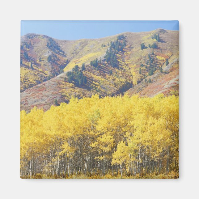 USA, Utah, Wasatch-Cache National Forest, Magnet (Vorne)