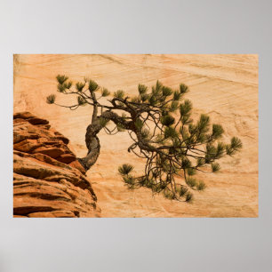 USA, Utah, Zion National Park. Kiefer Poster