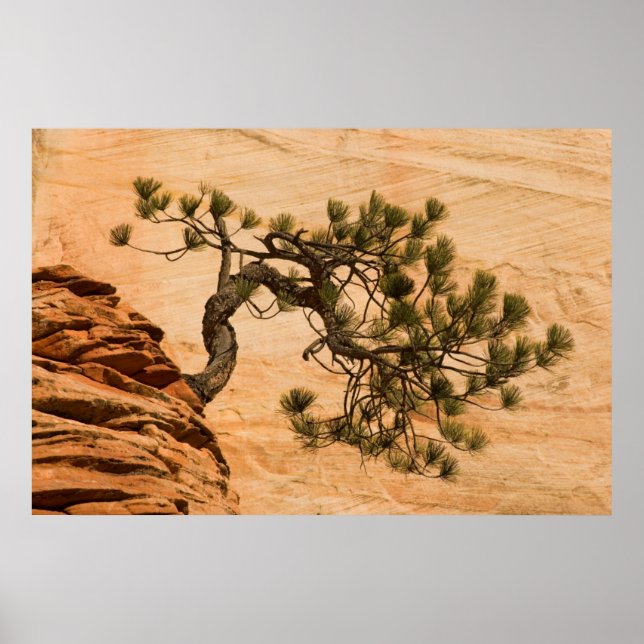 USA, Utah, Zion National Park. Kiefernbaum Poster (Vorne)