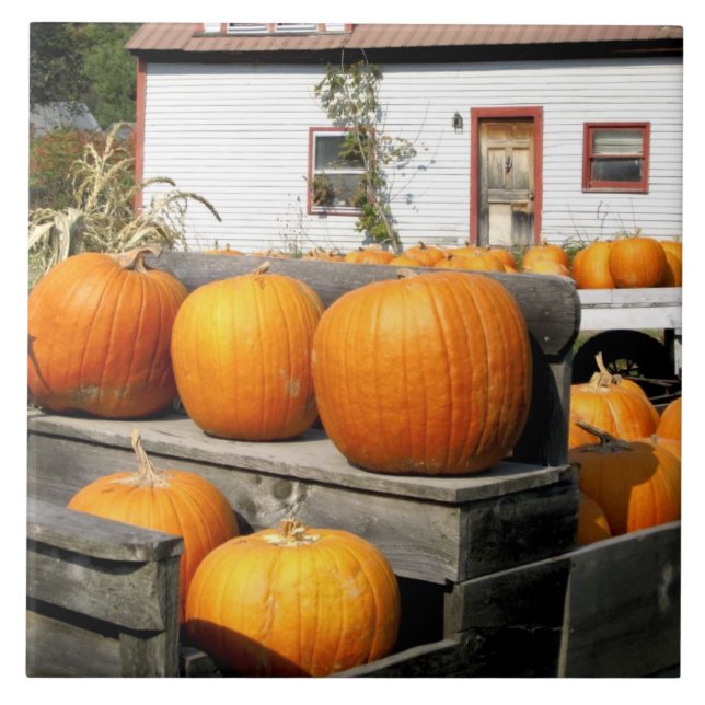 USA, Vermont.Kürbis Fliese (Vorderseite)