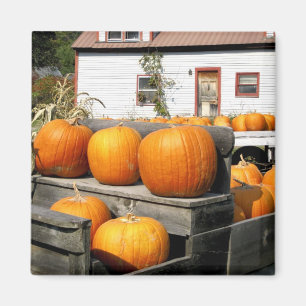 USA, Vermont. Kürbisse Magnet