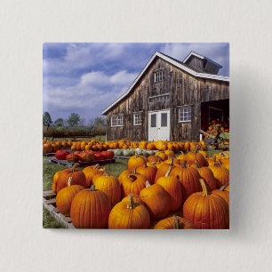 USA, Vermont, Shelbourne, Kürbise Button