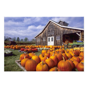USA, Vermont, Shelbourne, Kürbise Fotodruck