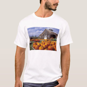 USA, Vermont, Shelbourne, Kürbisse T-Shirt