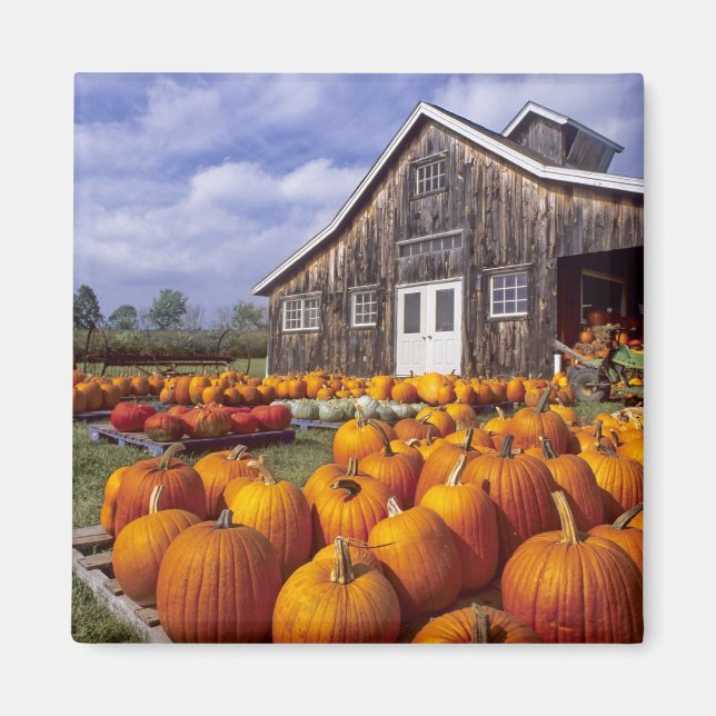 USA, Vermont, Shelbourne, Pumpkins Magnet (Vorne)