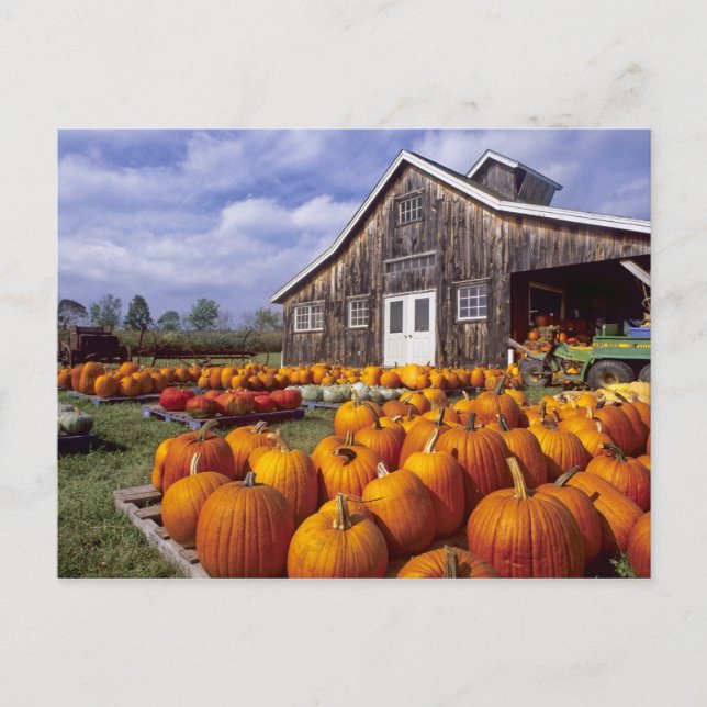 USA, Vermont, Shelbourne, Pumpkins Postkarte (Vorderseite)