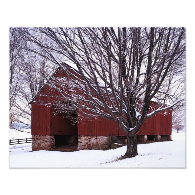 USA, Virginia, Landkreis Fairfax, Stall und Ahorn Fotodruck (Vorne)