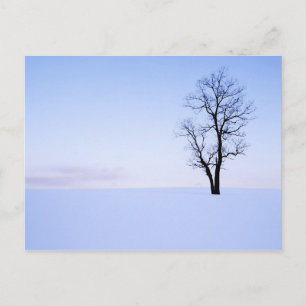 USA, Virginia, Page County, Robinie Postkarte