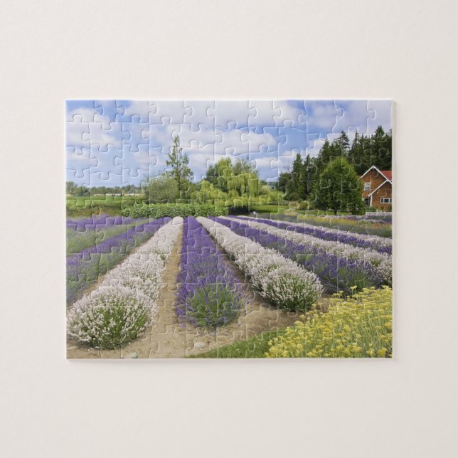 USA, WA, Sequim, Lila Haze Lavender Farm (Horizontal)