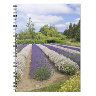 USA, WA, Sequim, Purple Haze Lavender Farm Notizblock