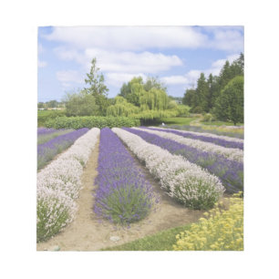USA, WA, Sequim, Purple Haze Lavender Farm Notizblock
