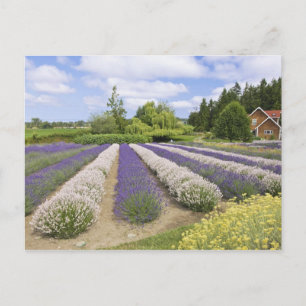 USA, WA, Sequim, Purple Haze Lavender Farm Postkarte