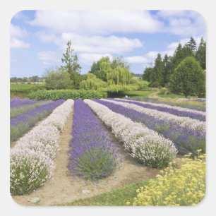USA, WA, Sequim, Purple Haze Lavender Farm Quadratischer Aufkleber