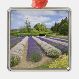 USA, WA, Sequim, Purple Haze Lavender Farm Silbernes Ornament