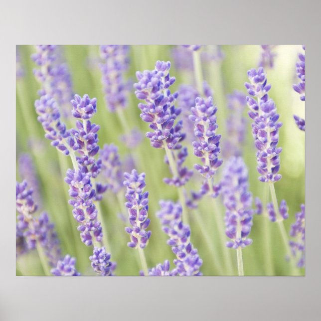 USA, WA, Squim, Lavendel (Selektiver Fokus) Poster (Vorne)