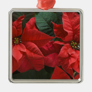 USA, WA, Weihnachtsstern Detail (Euphorbia Silbernes Ornament