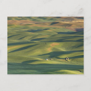 USA, WA, Whitman Co., Palouse Farm Felder Von Postkarte