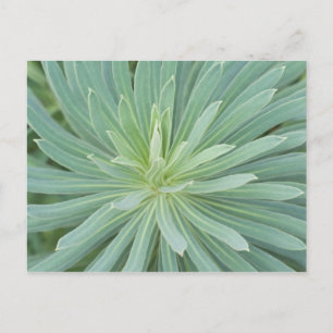USA, Washington, Bellevue, Bellevue Botanischer Ga Postkarte