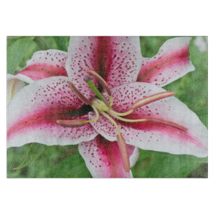 USA, Washington, Bellevue, Lily Schneidebrett