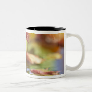 USA, Washington, Bellingham, Nahaufnahme des Herbs Zweifarbige Tasse