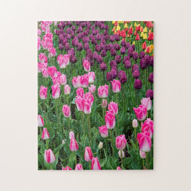 USA, Washington. Blühende Tulips (Vertikal)