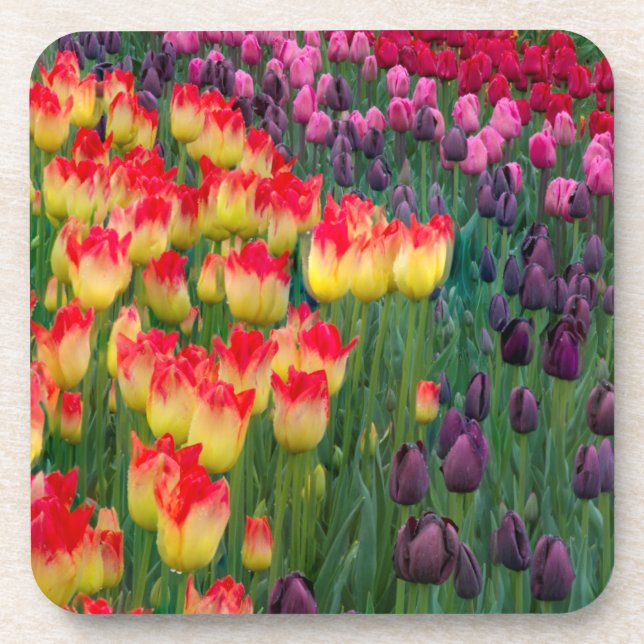USA, Washington. Blühende Tulips 2 Getränkeuntersetzer (Vorderseite)