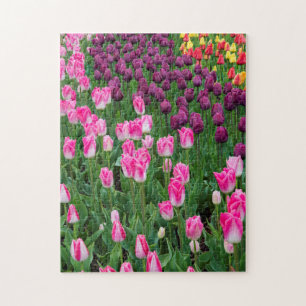 USA, Washington. Blühende Tulpen