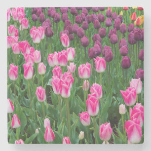USA, Washington. Blühende Tulpen Steinuntersetzer