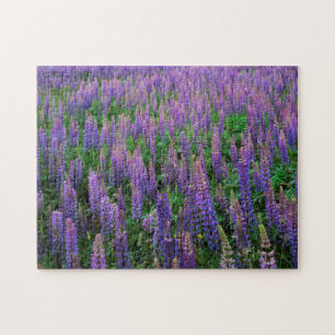 USA, Washington, Clallam County, Lupine