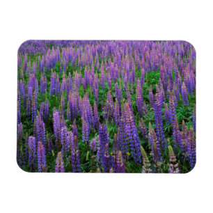 USA, Washington, Clallam County, Lupine Magnet