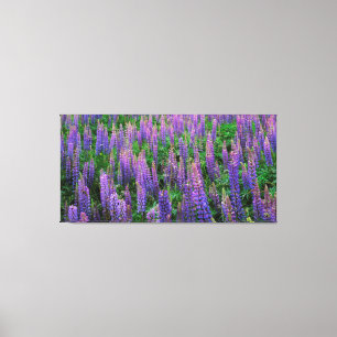 USA, Washington, Clallam Landkreis, Lupine Leinwanddruck