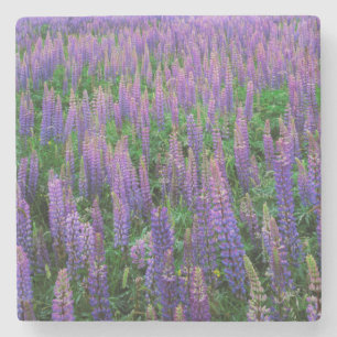 USA, Washington, Clallam Landkreis, Lupine Steinuntersetzer
