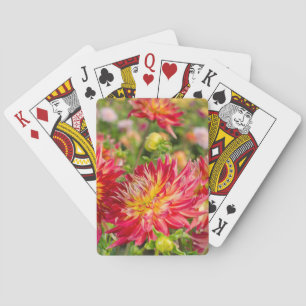 USA, Washington. Dahlienblumen im Garten Spielkarten
