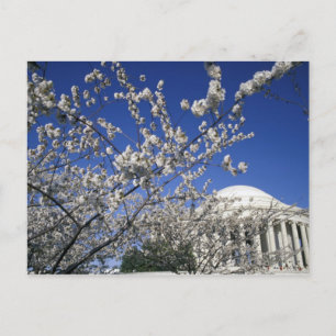 USA, Washington DC. Cherry Blossom Festival und 2 Postkarte