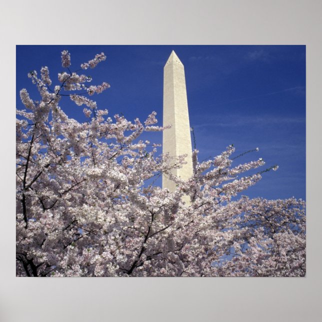 USA, Washington DC. Cherry Blossom Festival und Poster (Vorne)