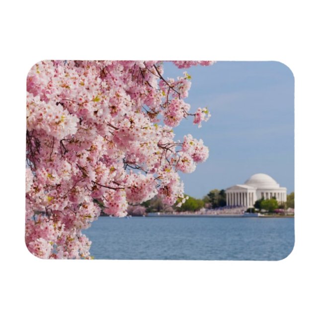 USA, Washington DC, Cherry Tree Magnet (Horizontal)