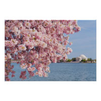 USA, Washington DC, Cherry Tree