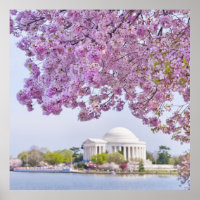 USA, Washington DC, Kirschbaum in Blüte