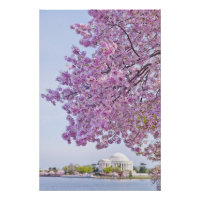 USA, Washington DC, Kirschbaum in Blüte