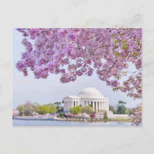 USA, Washington DC, Kirschbaum in Blüte Postkarte