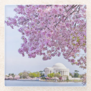 USA, Washington DC, Kirschbaum in der Blüte Glasuntersetzer