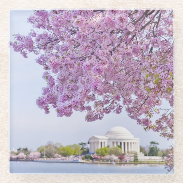USA, Washington DC, Kirschbaum in der Blüte Glasuntersetzer (Vorderseite)