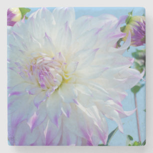 USA, Washington. Detail der Dahlia-Blume Steinuntersetzer
