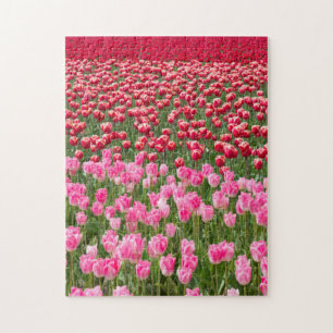 USA, Washington. Feld der mehrfarbigen Tulipen