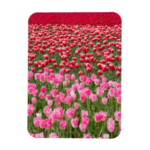 USA, Washington. Feld mit mehrfarbigen Tulpen Magnet