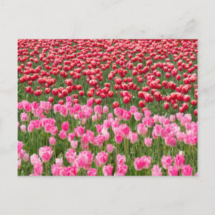 USA, Washington. Feld mit mehrfarbigen Tulpen Postkarte