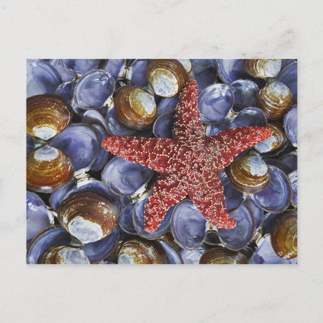 USA, Washington, Hauben-Kanal, Seabeck. Postkarte (Vorderseite)
