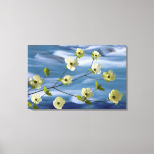 USA, Washington, Hood Canal. Pazifische Kornelkirs Leinwanddruck
